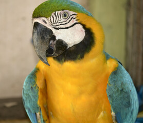 Macaw Parrot 