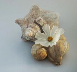 Conch shell with white cosmos flower