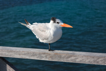 Fototapeta na wymiar Seagull on the pier resting