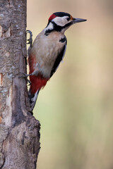 Pic épeiche Dendrocopos major sur tronc