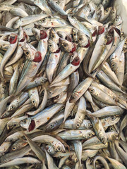 Obraz premium Trachurus type fish are waiting for their buyer in the fishing shop