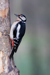 Pic épeiche Dendrocopos major sur tronc