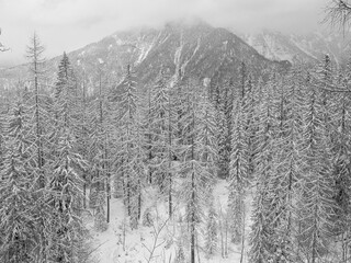 Obraz premium snow covered trees