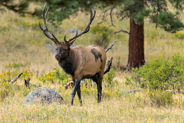 Naklejka na ściany i meble Bull Elk - A strong mature bull elk walking in a evergreen forest on a late Summer evening. Rocky Mountain National Park, Estes Park, Colorado, USA.