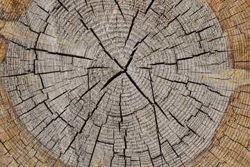 Fototapeta premium Background of old tree trunk cross section