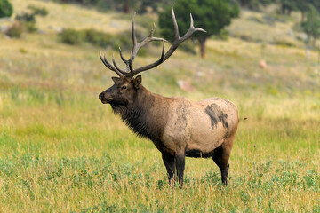 Bull Elk - Close-up side view of a strong mature bull elk standing in a mountain meadow on a late Summer evening. Rocky Mountain National Park, Estes Park, Colorado, USA.