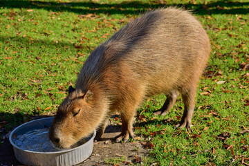 A Capybara having a drink at the Cape May Zoo