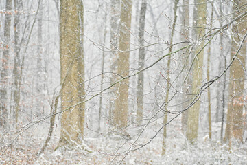 First snow in Pennsylvania woods