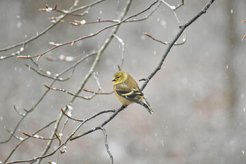 American Goldfinch perched in a tree during a snow shower