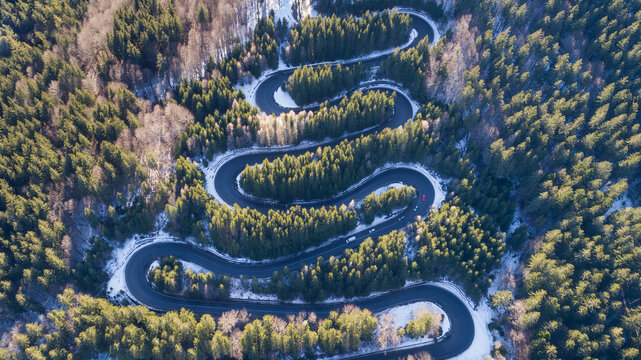 curved road trough the forest