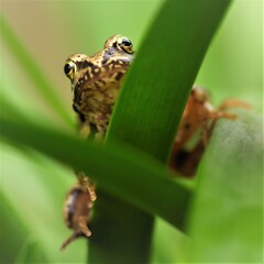 Baby frog peeing through the leaves 