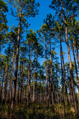 Tall Pines, Longleaf Pine Savanna, Portrait Orientation