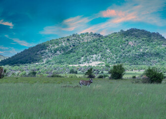 Zebra in the great African grassland