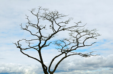 Lonely Tree in Winter