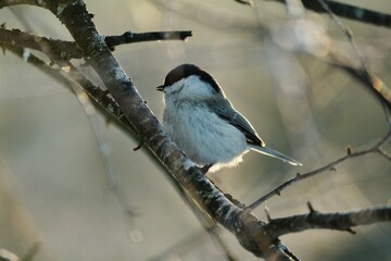 Poecile montanus or Willow Tit is 
sitting on a tree branch in magic diffused winter sunlight. A small fluffy black and white titmouse sits on a birch branch in the sun on a clear frosty morning. 