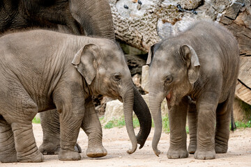 elephant and baby