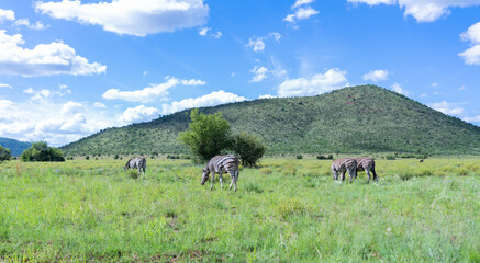 Zebra grazing in the great African grassland