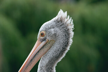 portrait of a pelican