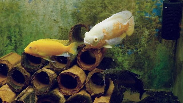 adult tiger oscar, big and very aggressive freshwater cichlid of rare albino coloration swim together with Malawi mbuna and Synodontis catfish in aquarium