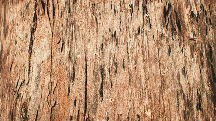 Pictures of old wooden plank texture