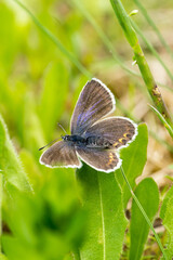 Closeup of a blue butterfly (probably female Idas Blue, Plebejus idas)