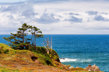 High above the shoreline on Oregon Coast