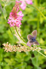 Closeup of Common sainfoin flowers (Onobrychis viciifolia) with blue butterfly (probably female Idas Blue, Plebejus idas)