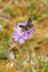 Closeup of Scabiosa flower (Scabiosa columbaria) with blue butterfly (probably female Idas Blue, Plebejus idas)