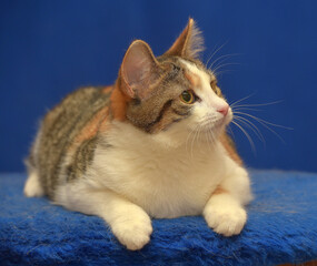 tricolor European shorthair cat on blue background