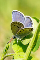 Obraz premium Closeup of a blue butterfly (probably male Idas Blue, Plebejus idas)
