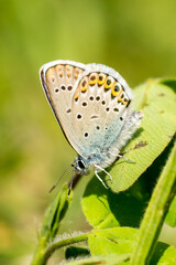 Closeup of a blue butterfly (probably male Idas Blue, Plebejus idas)