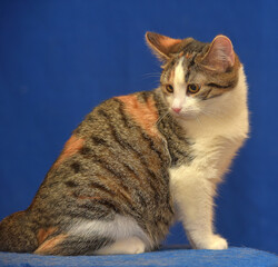 tricolor European shorthair cat on blue background