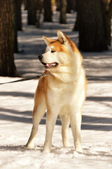 Portrait of a red and white akita inu dog with snowy forest in the background