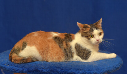 tricolor European shorthair cat on blue background