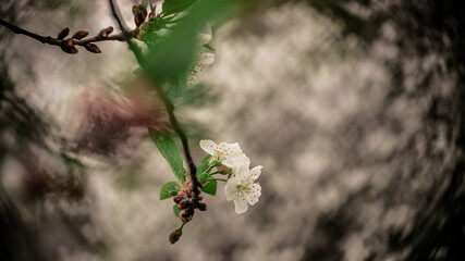 Twig of cherry tree