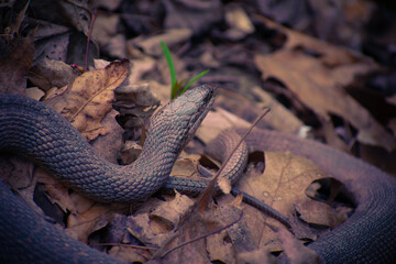 snake