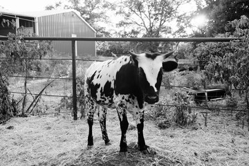Texas longhorn spotted calf in black and white.