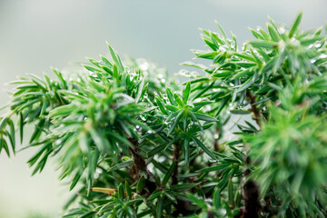 The nature of the mountainous Caucasus