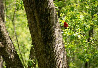 scarlet tangler red bird on branch