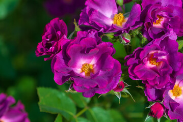 Obraz na płótnie Canvas Brunch of purple magenta roses (Rhapsody in Blue) flowering in summer garden
