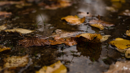 leaves in a puddle