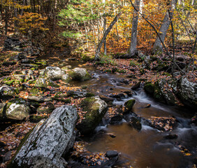 stream in autumn forest