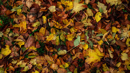 leaves on the ground