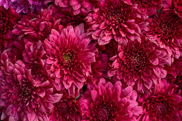 Close up shot of red chrysanthemum flower bouquet texture detail,
Abstract background of a beautiful flower blooming for use in a poster, card, wallpaper, screen or billboard concept