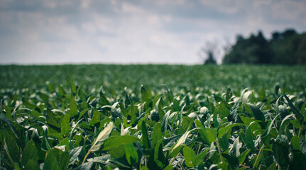 green grass field