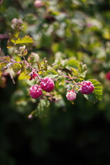 Raspberries growing in a local garden in the country in Ontario, Canada.
