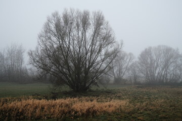 Trister Baum in einer Nebel Landschaft