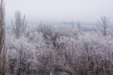 Winter urban frosty landscape - snow covered trees on foggy background