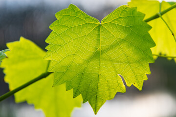 Muscadine Leaf