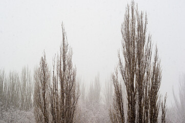 Winter urban frosty landscape - snow covered trees on foggy background